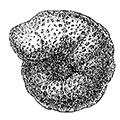 Haplophragmoides scitulus (Brady) — Красивый гаплофрагмоидес