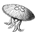 Aurelia limbata (Brandt) — Аурелия, ушастая медуза