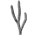 Primnoa resedaeformis f. pacifica (Kinoshita) — Примноя