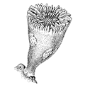 Caryophyllia clavus Scachi — Кариофиллия
