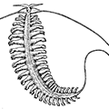 Tomopteris (Johnstonella) renata Berkeley — Хвостатый томоптерис