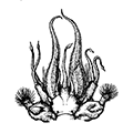 Ennoe nodosa (М. Sars) — Бородавчатый чешуйник