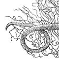 Cirratulus cirratus (Muller) — Усиковый пирратул