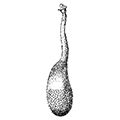 Phascolion strombi (Montagu) — Обыкновенный фасколион