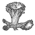 Fasciculiporoides americana d’Orbigmy — Американская трубчатка