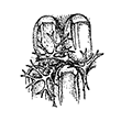 Flustrella gigantea Silen — Гигантская флюстрелла