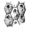 Lepraliella fastigatavicularis Kluge — Лепралиелла