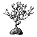 Leieschara orientalis Kluge — Восточная гладкостебельчатка