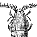 Calanus finmarchicus (Gunner) — Северный каланус