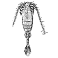 Pseudocalanus elengatus (Boeck) — Удлинённый псевдокаланус