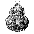 Balanus hesperius Pilsbry — Западный морской жёлудь