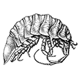 Synidothea bicuspida (Owen) — Раздельнохвостая синидотея