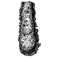 Tintinnidium mucicola (Claparede et Lachmann) — Студенистый тинтиннидиум