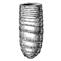 Coxliella annulata (Daday) — Кольчатая кокслиелла
