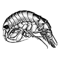 Rhachotropis oculata (Hansen) — Глазастый рахотропис