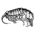 Rhachotropis aculeata (Lepechin) — Колючий рахотропис