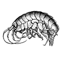 Eusirus cuspidatus Kroyer — Зубценосный евзирус