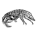 Ischyrocerus serratus Gurjanova — Пильчатый ишироцерус