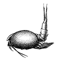 Neballa bipes (Fabricius) — Двухвостая небалия
