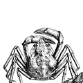 Hyas coarctatus alutaceus Brandt — Краб-паук