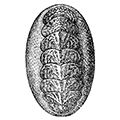 Tonicella submarmorea (Middendorff) — Ложномраморная тоницелла