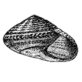 Umbonium suturale (Lamarck) — Морская пуговица (= Globulus costatus Kiener)