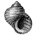 Littorina sitchana Philippi — Ситканская литорина