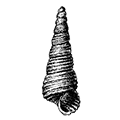 Turritella erosa Couthouy — Изъеденная башенка