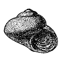 Margarites olivacea marginata (Dali) — Угловатая маргарита