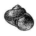 Margarites gigantea (Leche) — Крупная маргарита