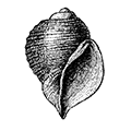 Trichotropis kroyeri Philippi — Иглоносец Кройера