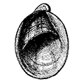 Crepidula grandis Middendorff — Морская сандалия