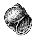 Polynices pallidus (Broderip et Sowerby) — Бледный полиницес