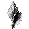Neptunea eulimata (Dali) — Дальневосточная нептунея (= Chrysodomus vladivostokensis Bartsch)