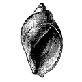 Volutharpa ampullacea (Middendorff) — Ампуловидная волютарпа