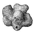 Myxilla incrustans (Johnston) — Кроющая губка, или корковая миксилла