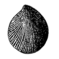Crenella decussata (Montagu) — Сетчатая кренелла