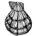 Chlamys swiftii (Bernardi) — Гребешок Свифта