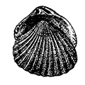 Venericardia granulata rjabininae Scarlato — Кардита Рябининой