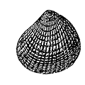 Venericardia incisa Dali — Сетчатая кардита