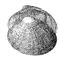 Pitaria pacifica (Dillwin) — Тихоокеанская питария [= Macrocallista chishimana Pilsbry]