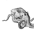 Octopus Ieioderma (Berry) — Гладкокожий осьминог
