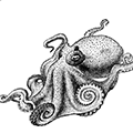 Octopus gilhertianus (Berry) — Осьминог Джильберта