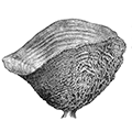 Esperiopsis rigida Lambe — Воронковидный эспериопсис