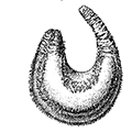 Cucumaria calcigera (Stimpson) — Хвостатый морской огурец