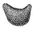 Sphaerothuria bitentaculata Ludwig — Жёсткая голотурия