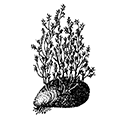 Coryne pusilla Gaertner — Пузырчатая корина