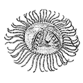 Gonionemus vertens Agassiz — Ядовитая гонионема, медуза-крестовичок