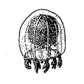 Cladonema pacifica Naumov — Тихоокеанская кладонема