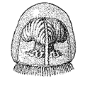 Perigonimus brevicornis (Murbach et Shearer) — Розовый перигонимус